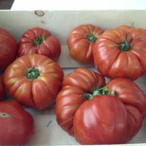 Gastroeconomy_Genuinus_Tomates5